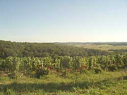 A Madiran Vineyard